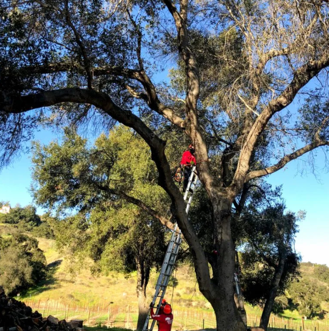 Vista del Rey Tree Services - Vista, CA