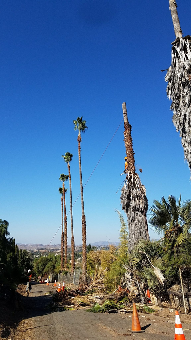 Vista del Rey Tree Services - Vista, CA