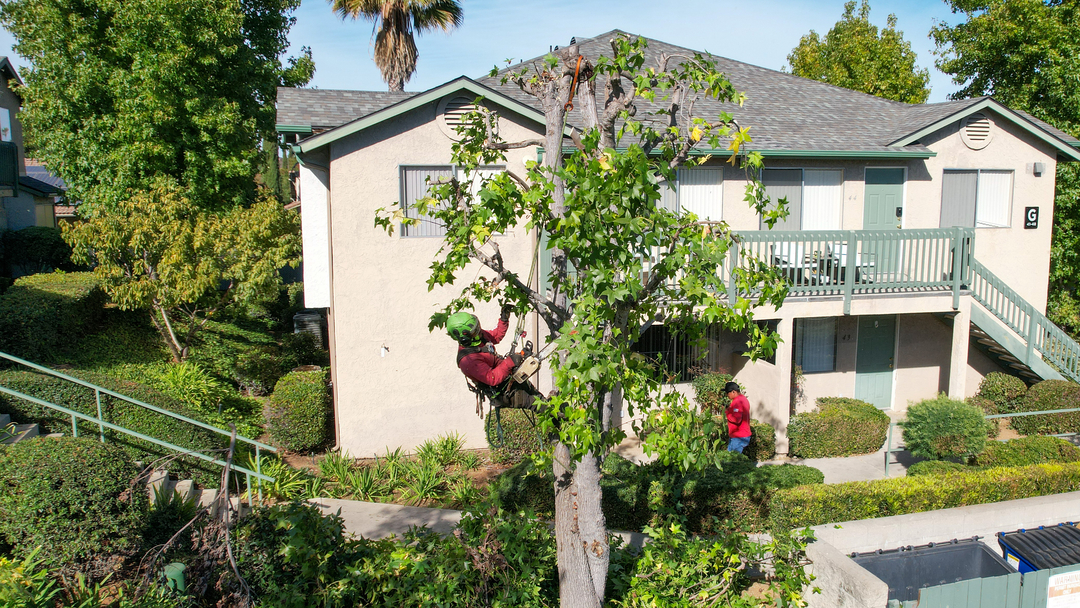 Vista del Rey Tree Services - Vista, CA