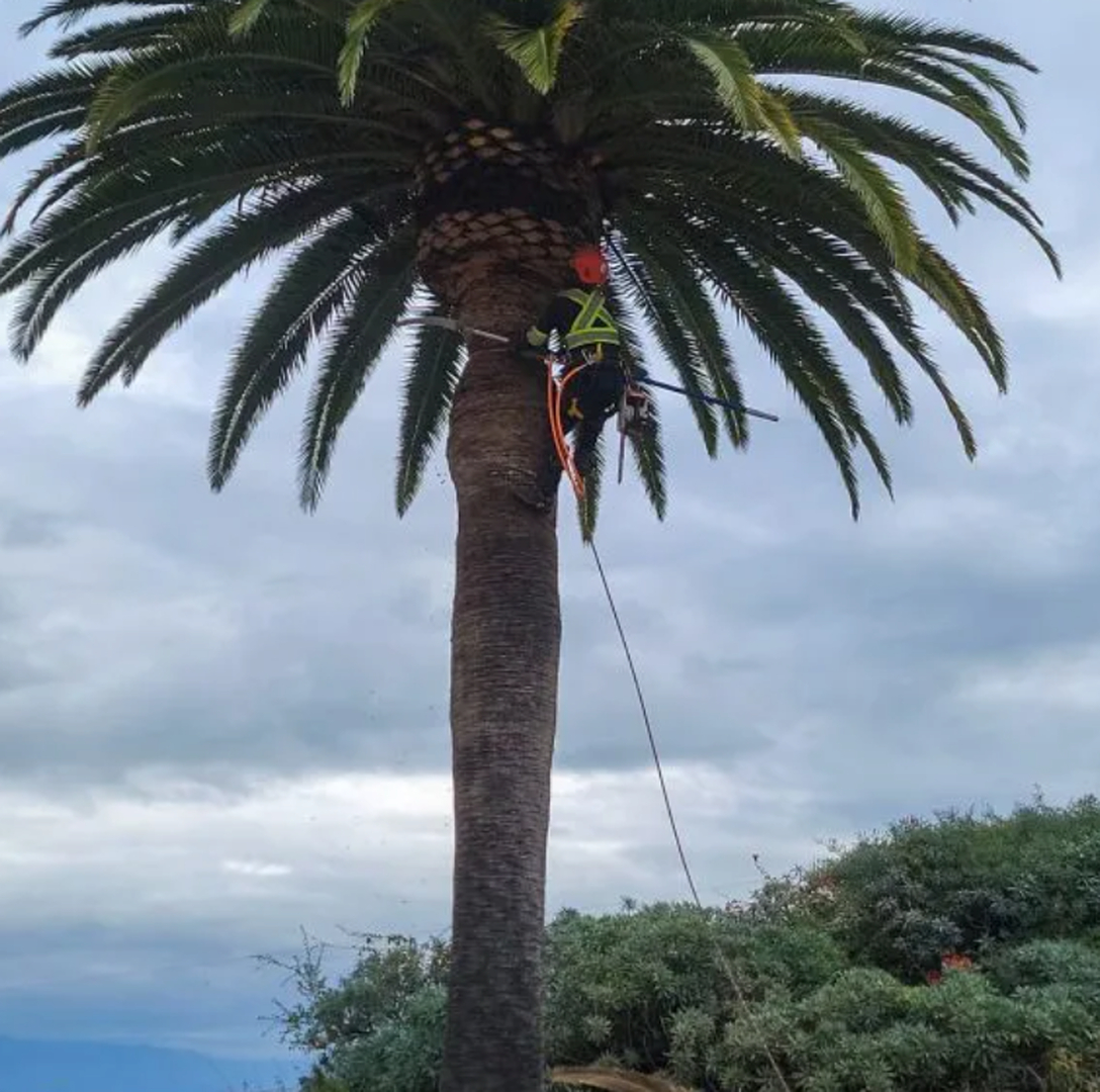 Vista del Rey Tree Services - Vista, CA