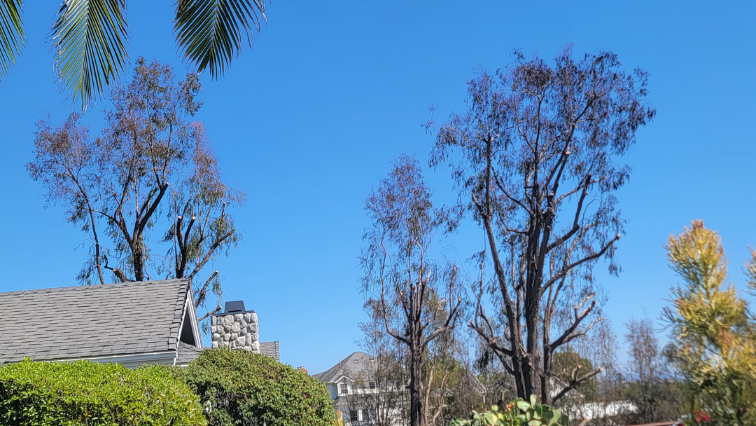 Vista del Rey Tree Services - Vista, CA