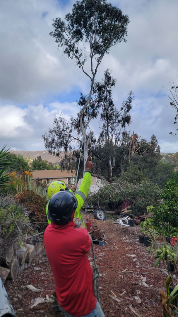 Vista del Rey Tree Services - Vista, CA