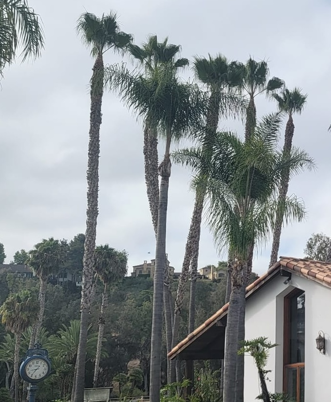 Vista Del Rey Tree Services - Vista, CA