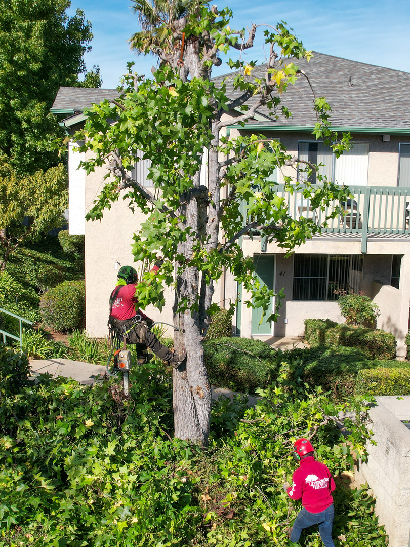 Vista del Rey Tree Services - Vista, CA