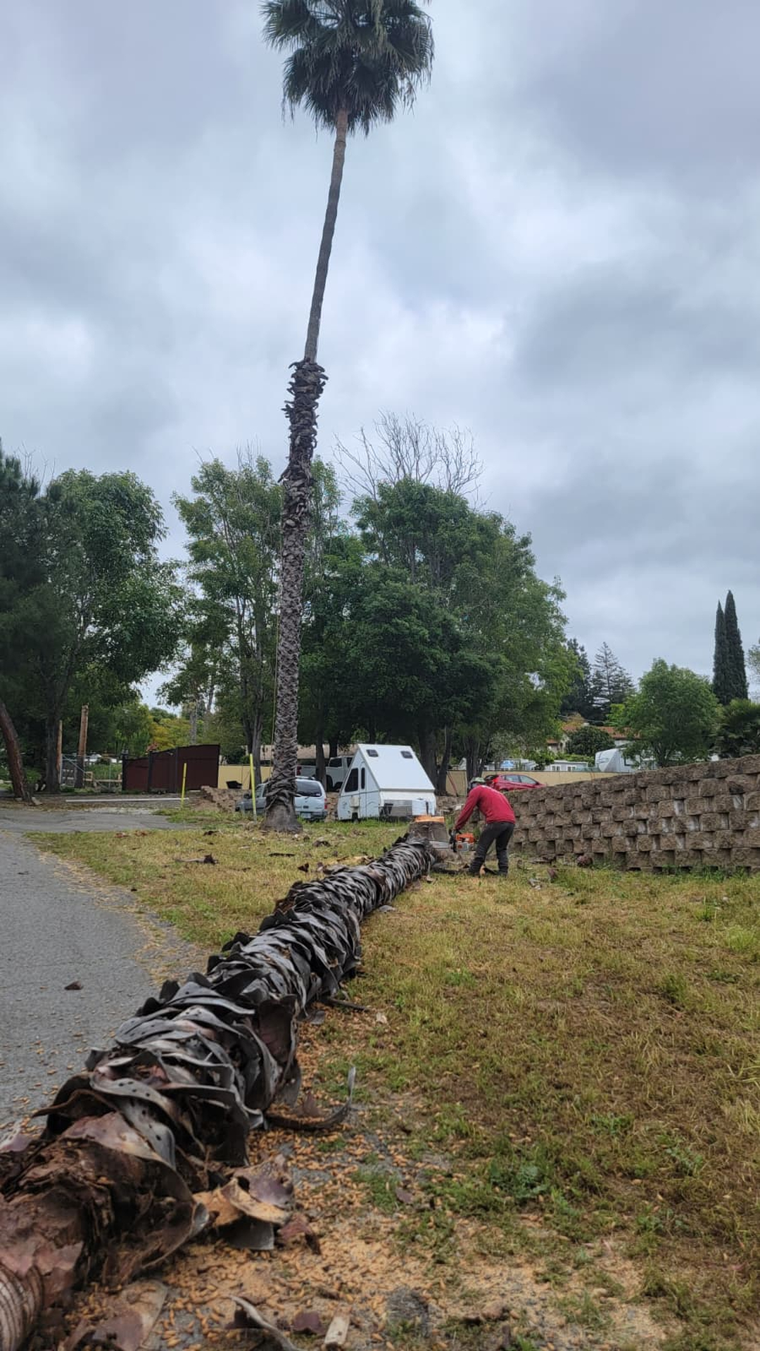 Vista del Rey Tree Services - Vista, CA