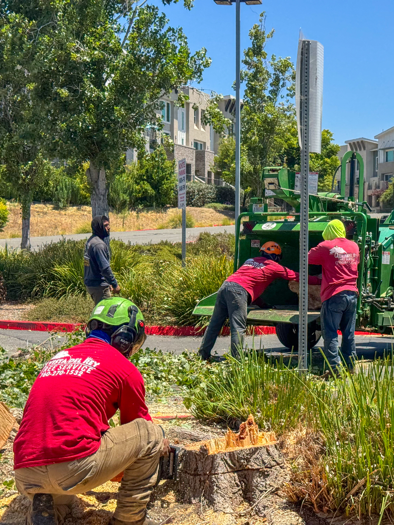 Vista del Rey Tree Services - Vista, CA