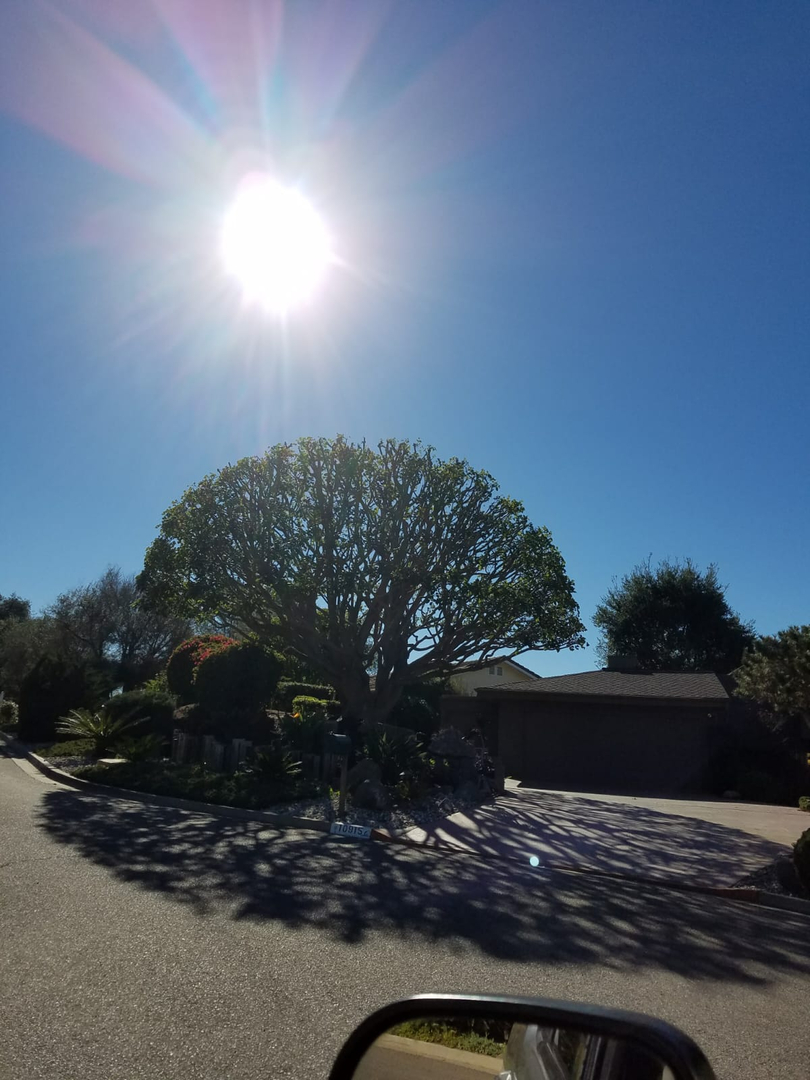 Vista del Rey Tree Services - Vista, CA