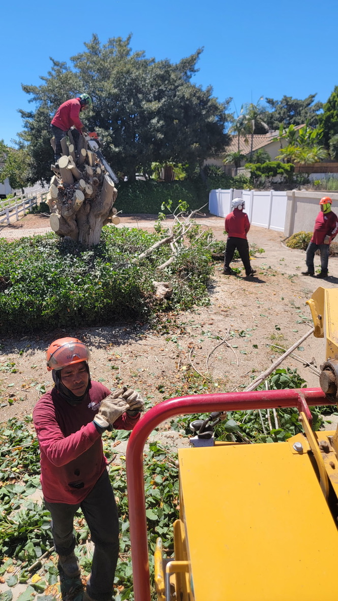 Vista del Rey Tree Services - Vista, CA