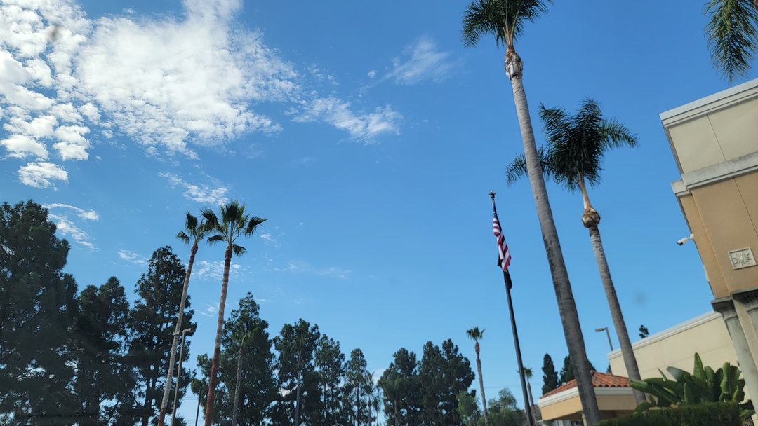 Vista del Rey Tree Services - Vista, CA