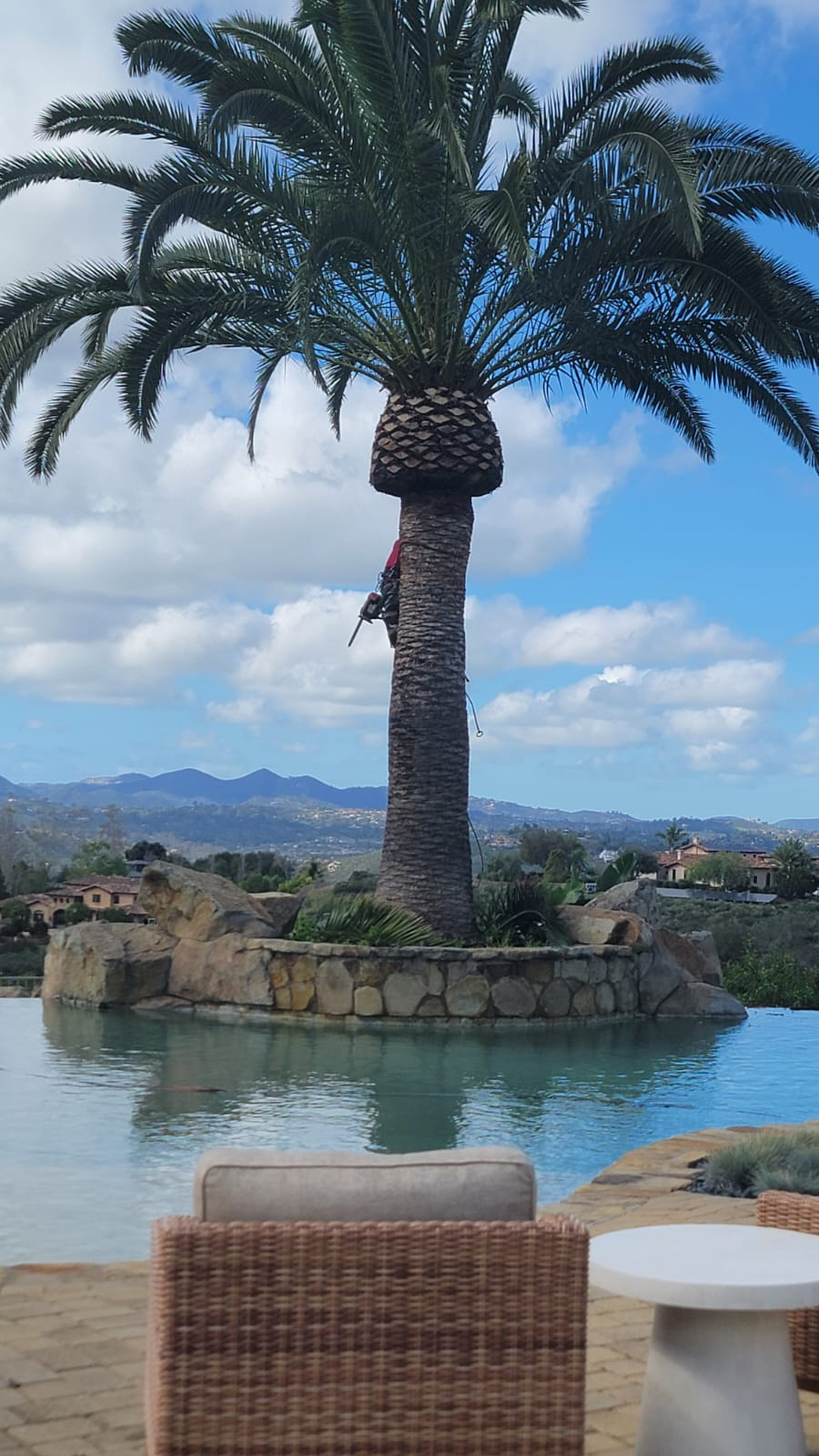 Vista del Rey Tree Services - Vista, CA