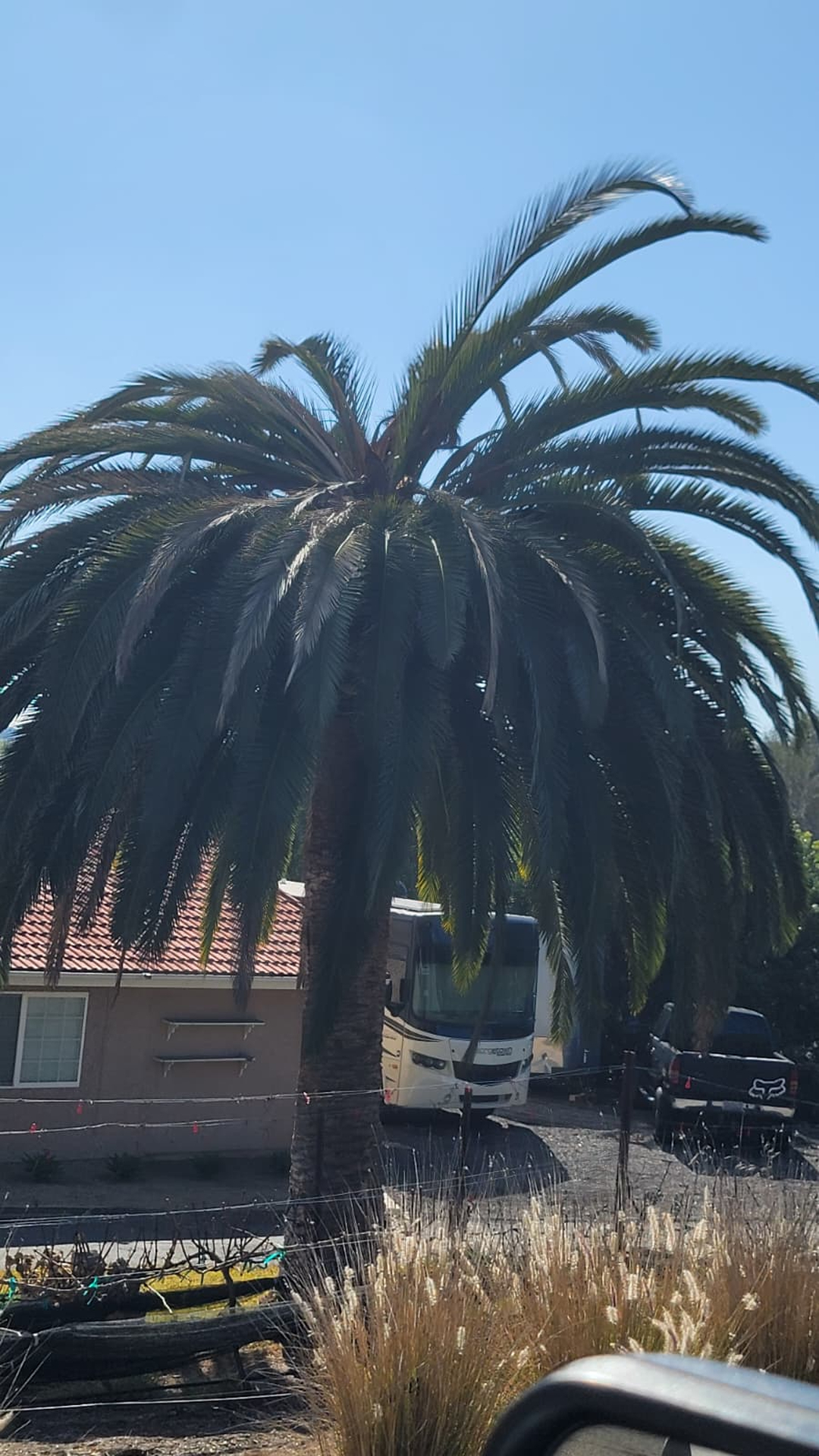 Vista del Rey Tree Services - Vista, CA