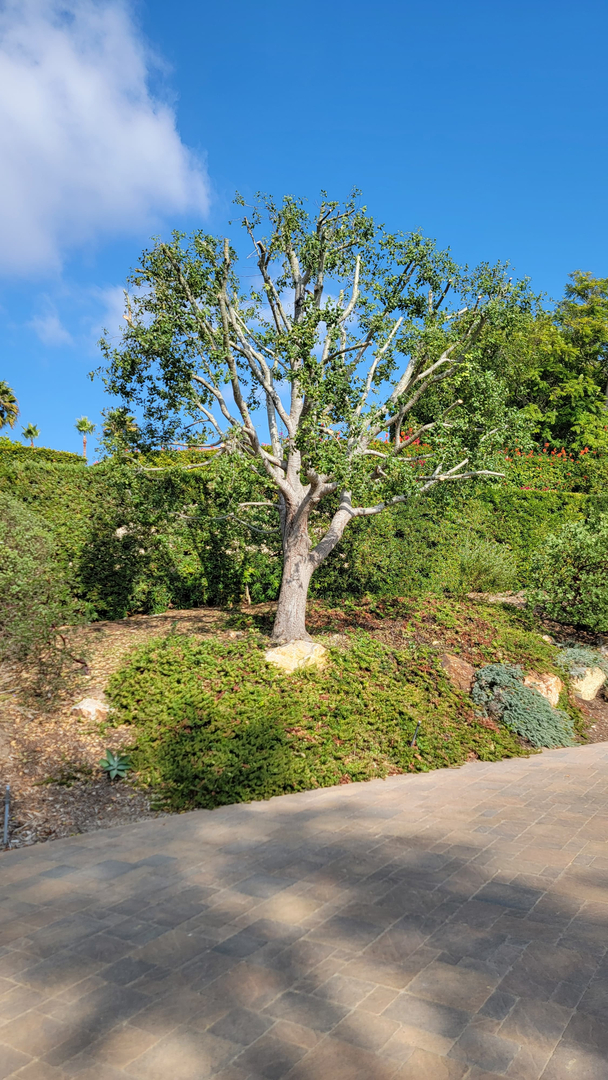 Vista del Rey Tree Services - Vista, CA