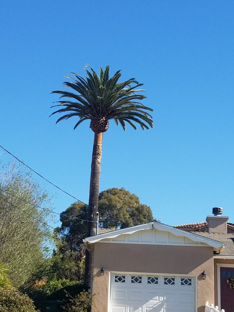 Vista del Rey Tree Services - Vista, CA