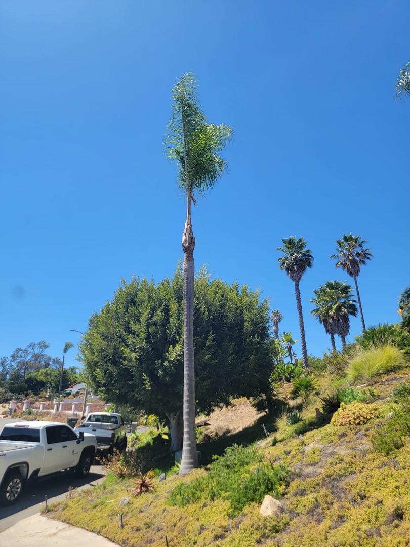 Vista Del Rey Tree Services - Vista, CA