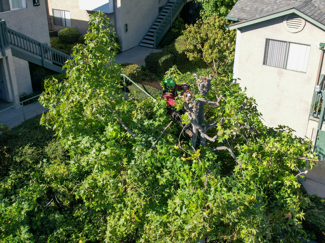 Vista del Rey Tree Services - Vista, CA