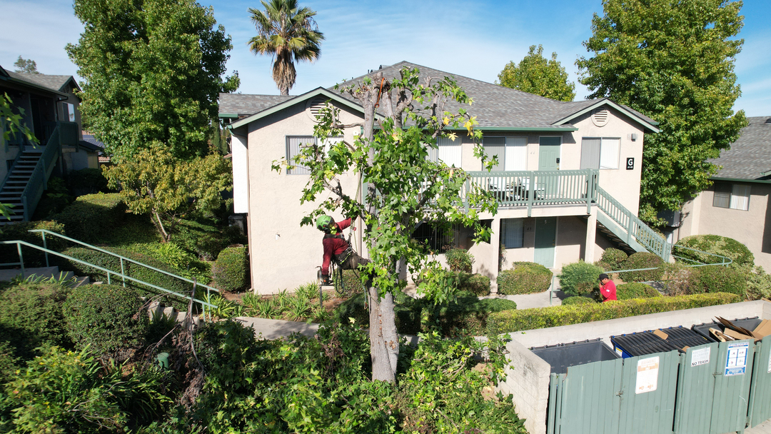 Vista del Rey Tree Services - Vista, CA