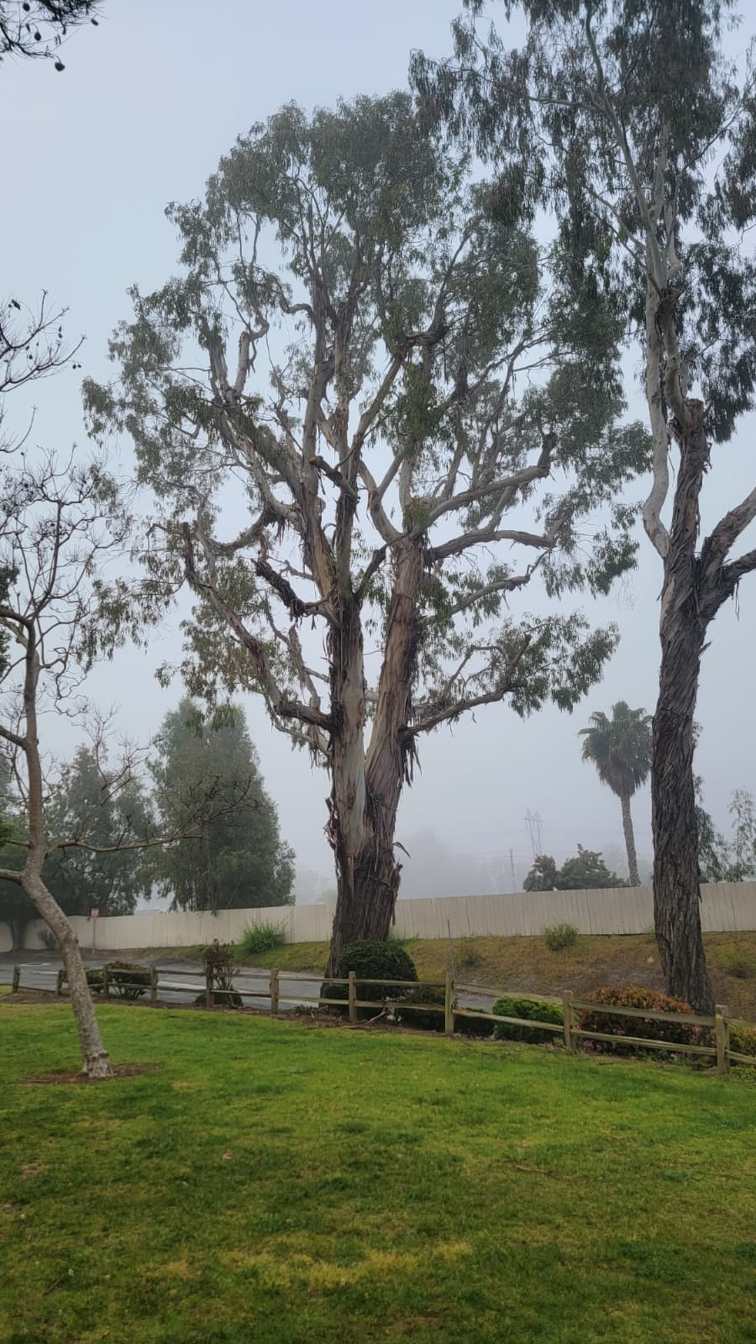Vista del Rey Tree Services - Vista, CA