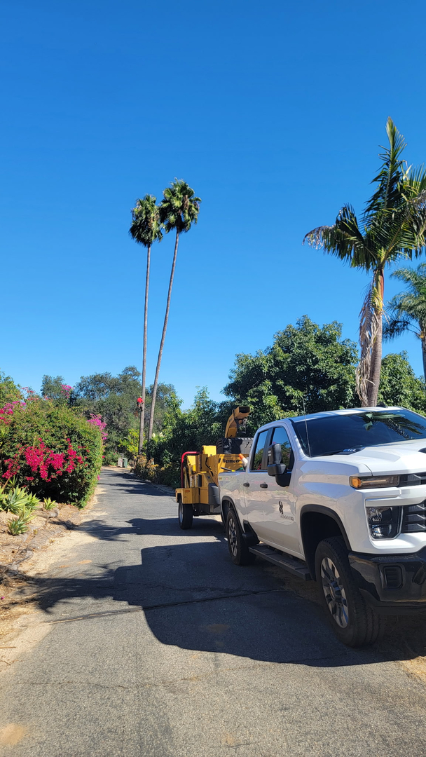 Vista del Rey Tree Services - Vista, CA