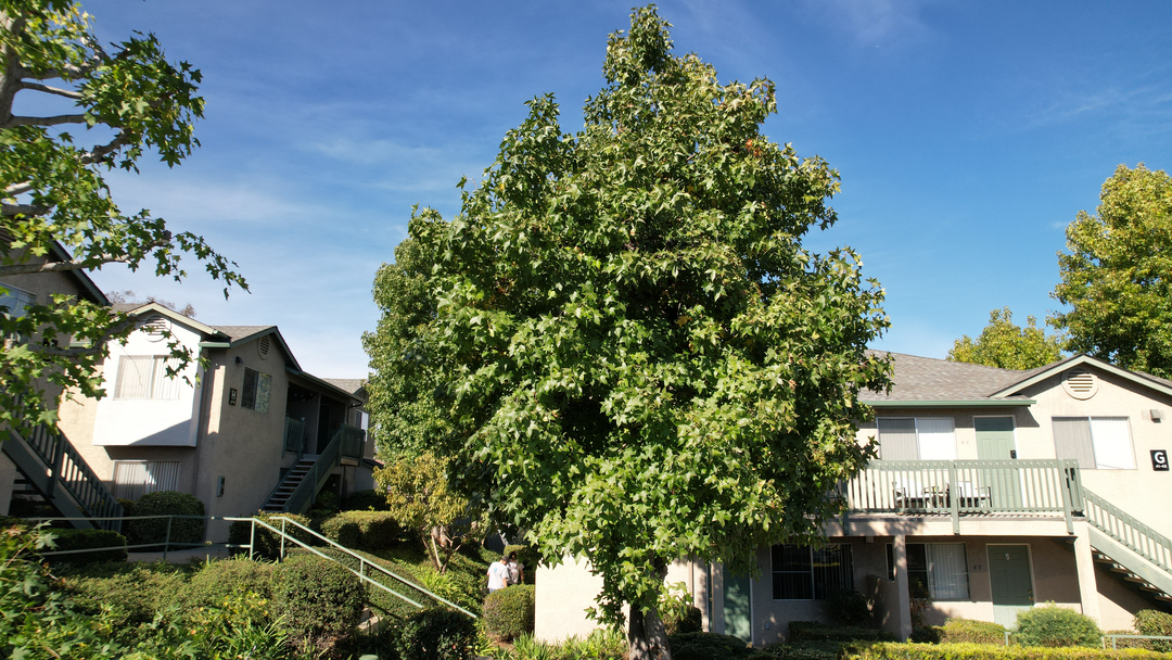 Vista del Rey Tree Services - Vista, CA