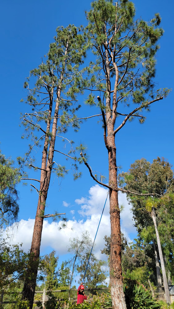 Vista del Rey Tree Services - Vista, CA