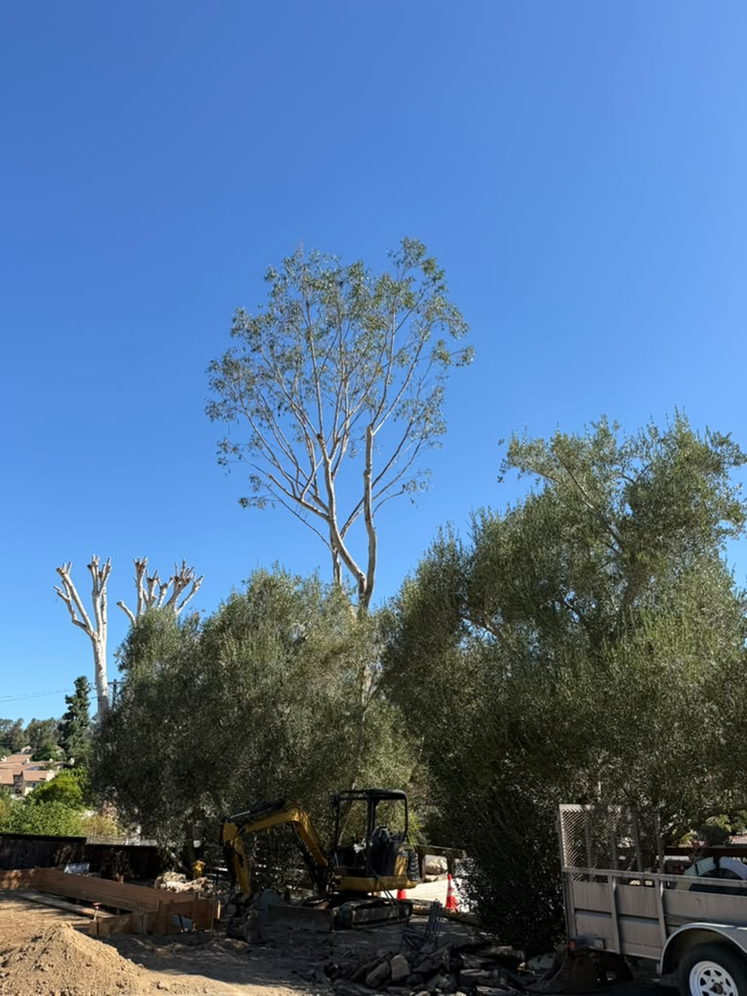 Vista Del Rey Tree Services - Vista, CA