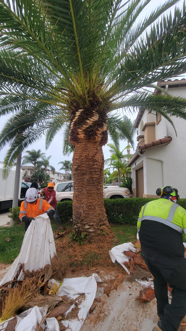 Vista del Rey Tree Services - Vista, CA