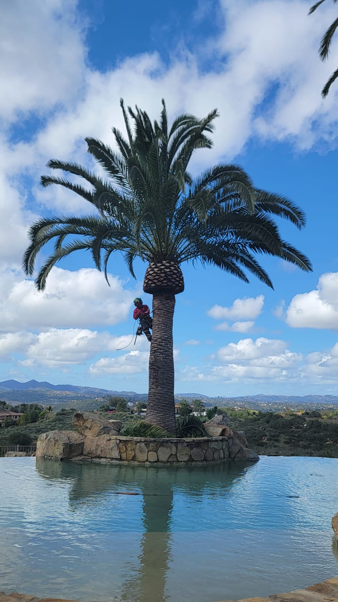 Vista del Rey Tree Services - Vista, CA