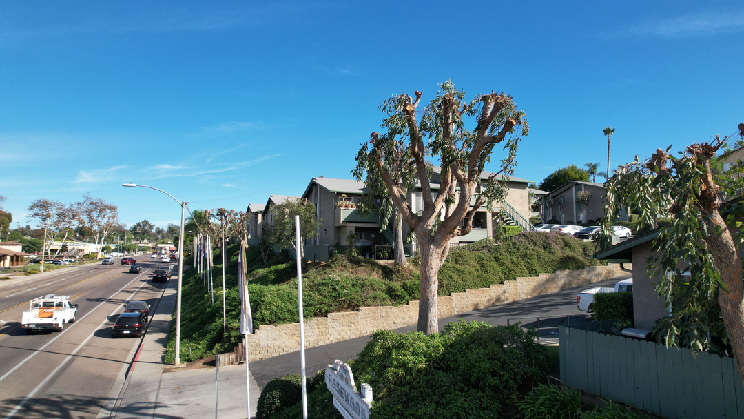 Vista del Rey Tree Services - Vista, CA