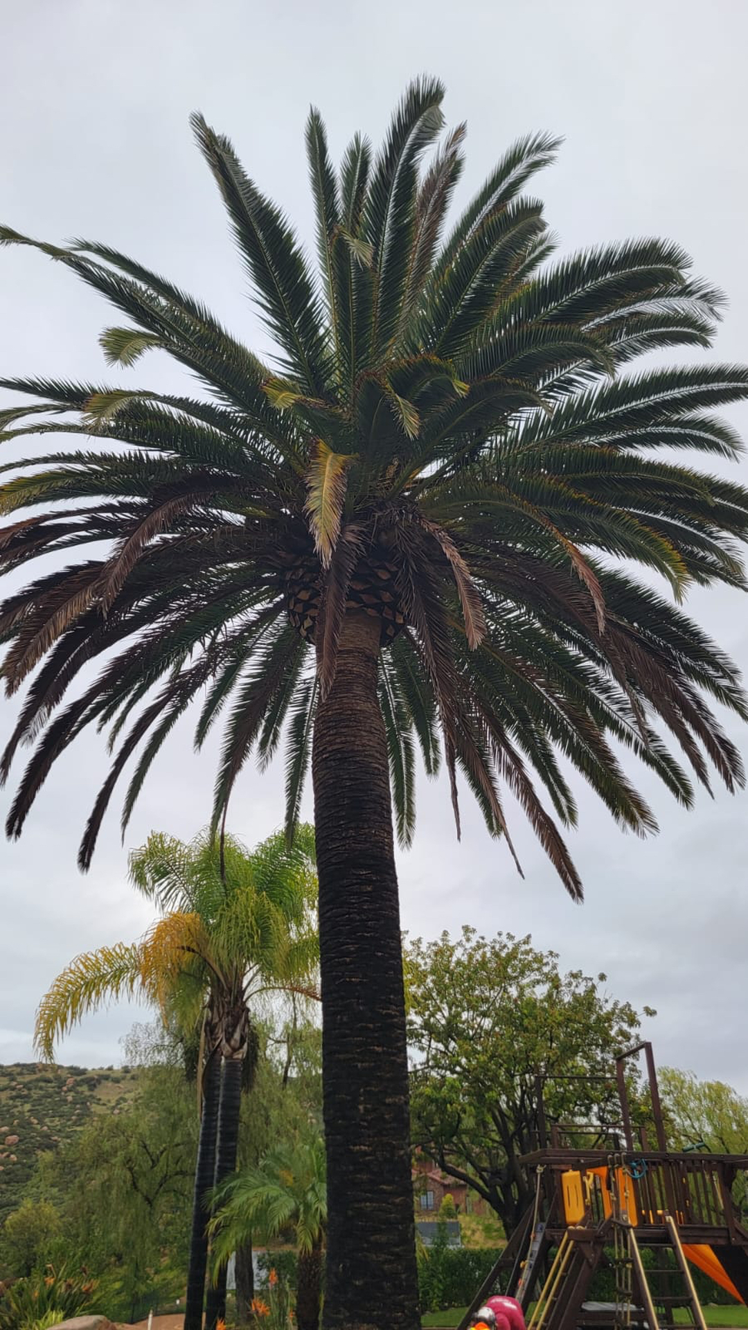 Vista del Rey Tree Services - Vista, CA