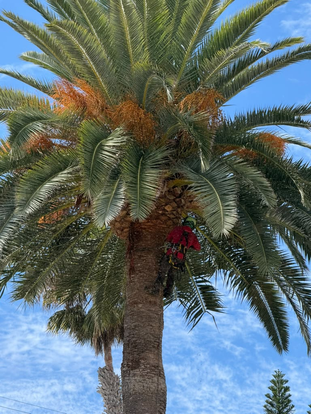 Vista Del Rey Tree Services - Vista, CA