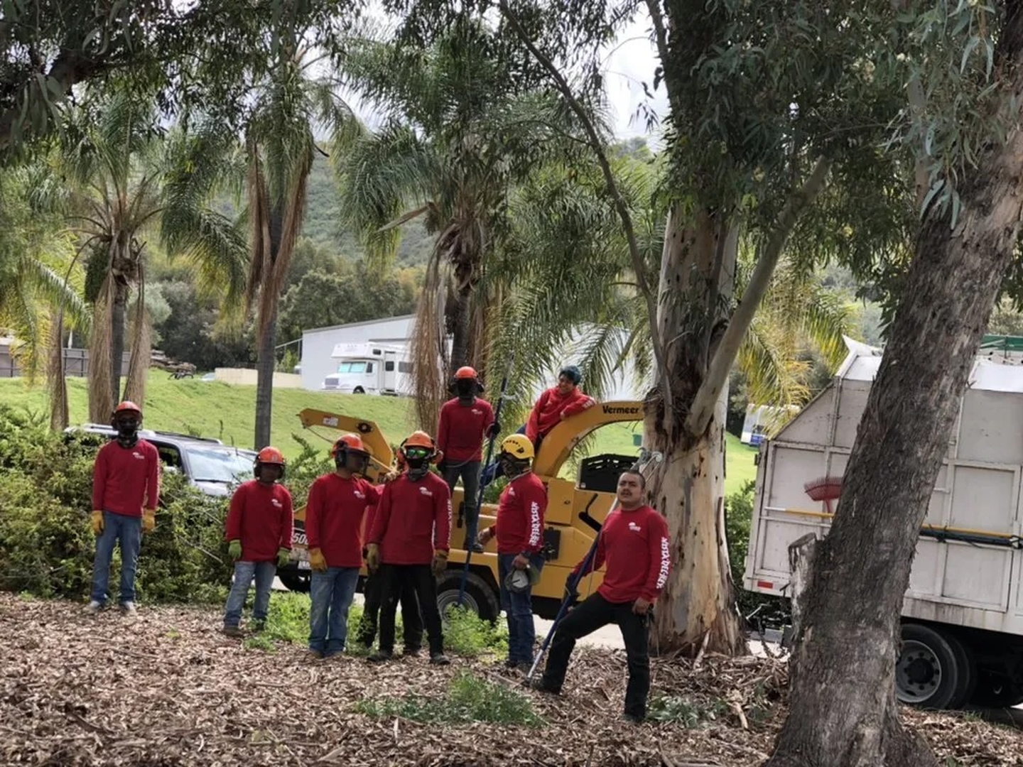 Vista del Rey Tree Services - Vista, CA