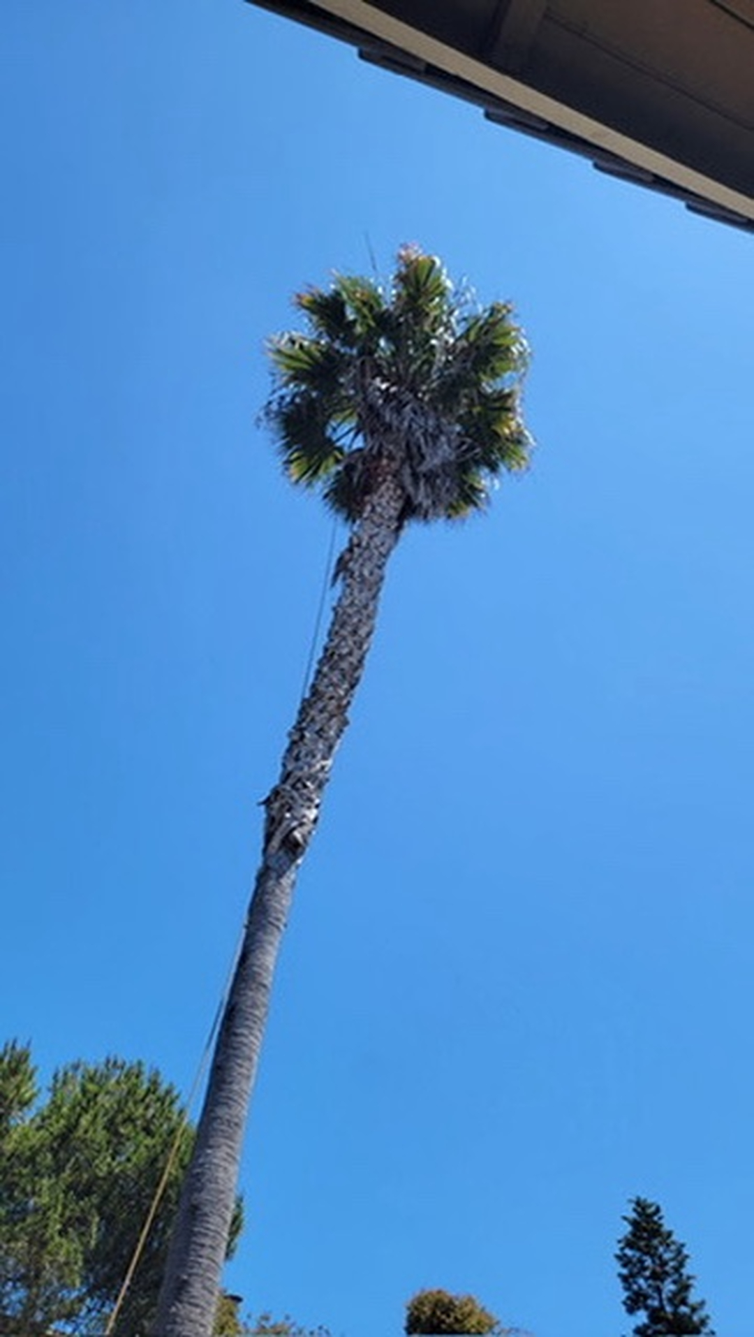 Vista del Rey Tree Services - Vista, CA