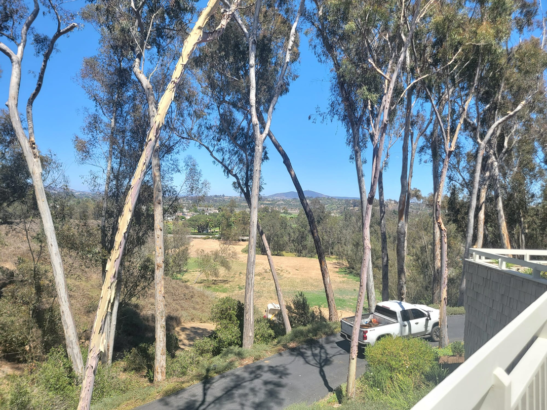 Vista Del Rey Tree Services - Vista, CA