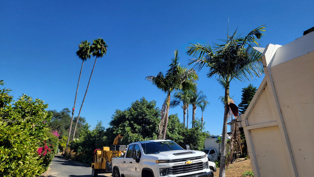 Vista del Rey Tree Services - Vista, CA