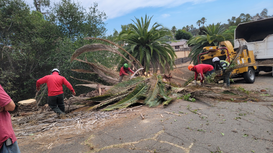 Vista del Rey Tree Services - Vista, CA