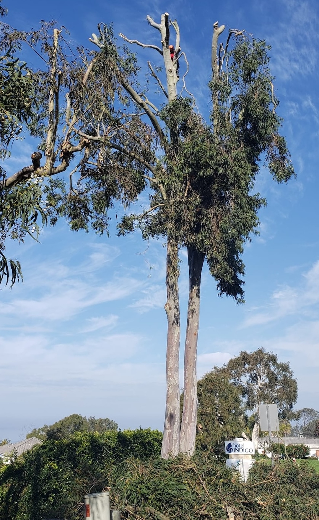 Vista del Rey Tree Services - Vista, CA