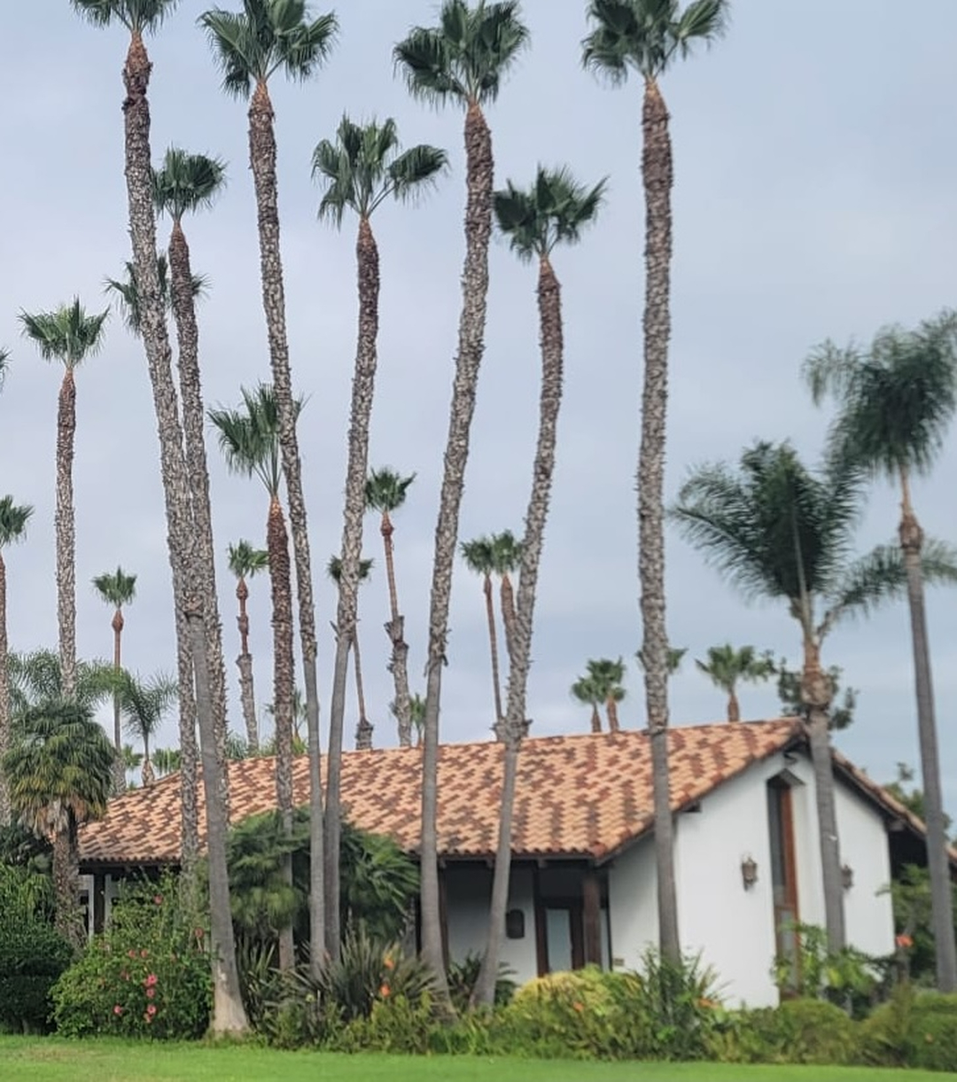 Vista Del Rey Tree Services - Vista, CA