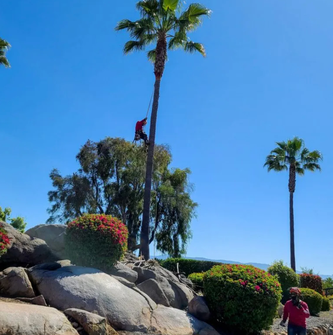 Vista del Rey Tree Services - Vista, CA