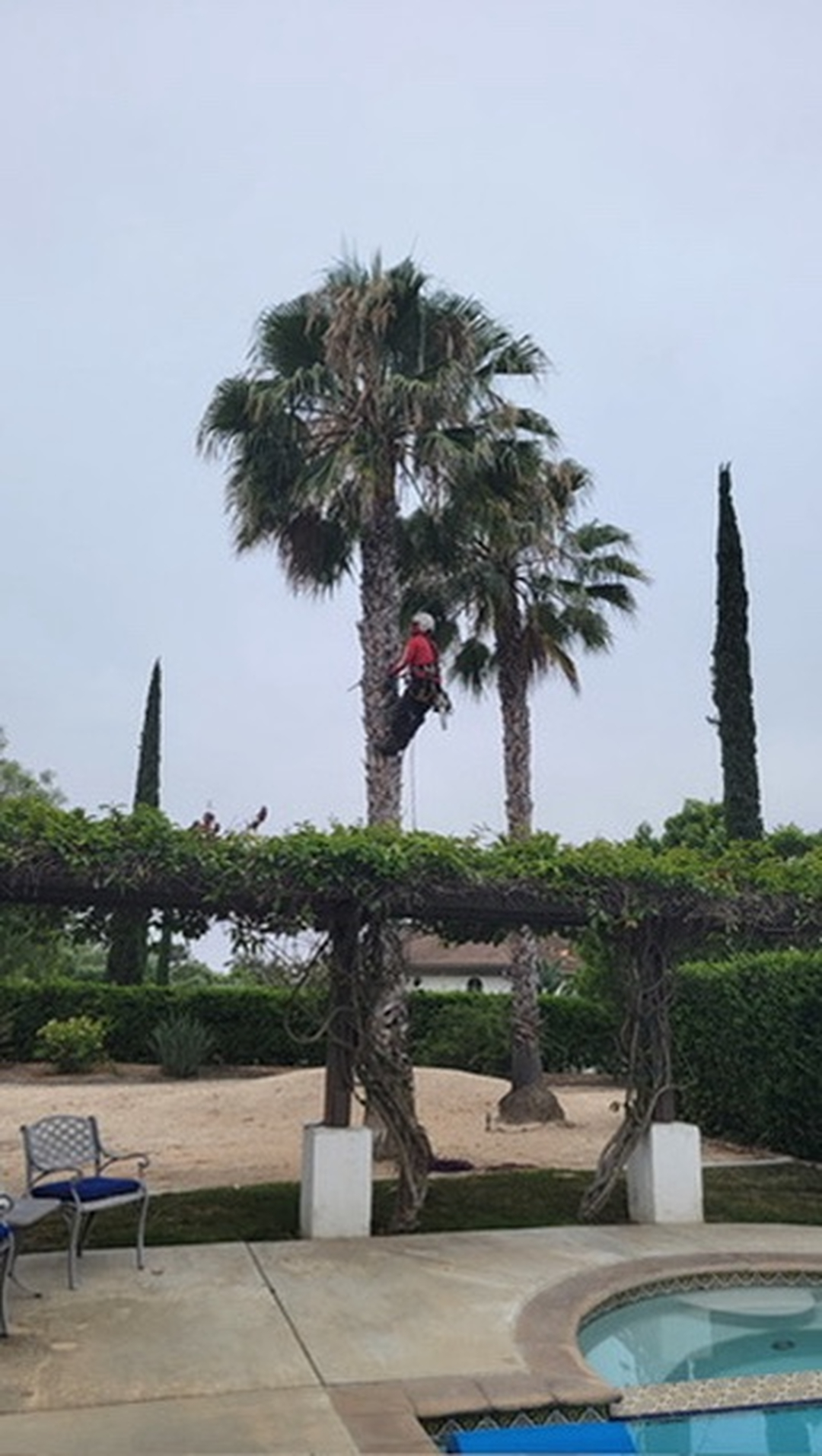 Vista del Rey Tree Services - Vista, CA