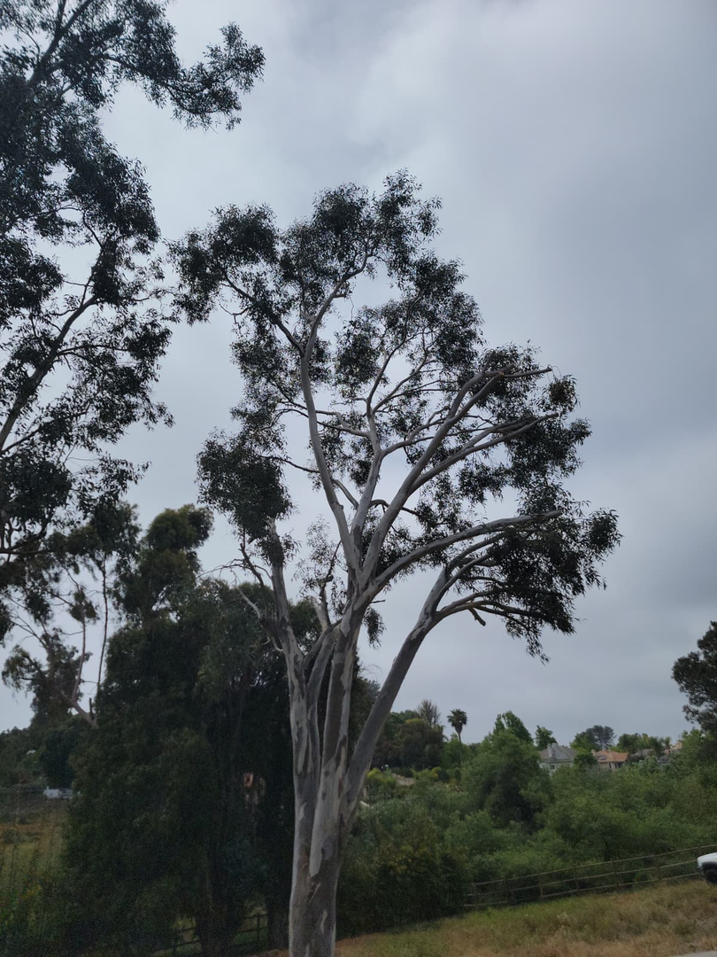Vista del Rey Tree Services - Vista, CA