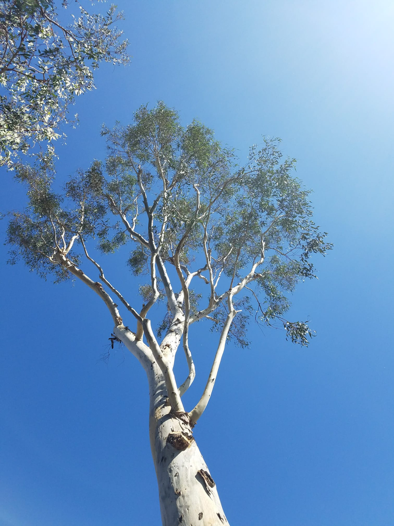 Vista del Rey Tree Services - Vista, CA