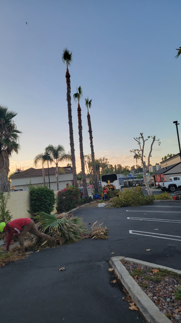 Vista del Rey Tree Services - Vista, CA