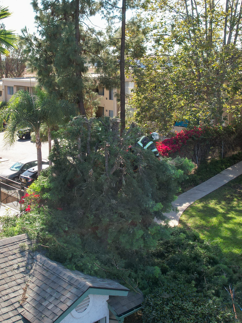 Vista del Rey Tree Services - Vista, CA