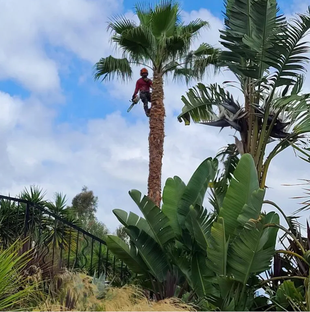 Vista del Rey Tree Services - Vista, CA