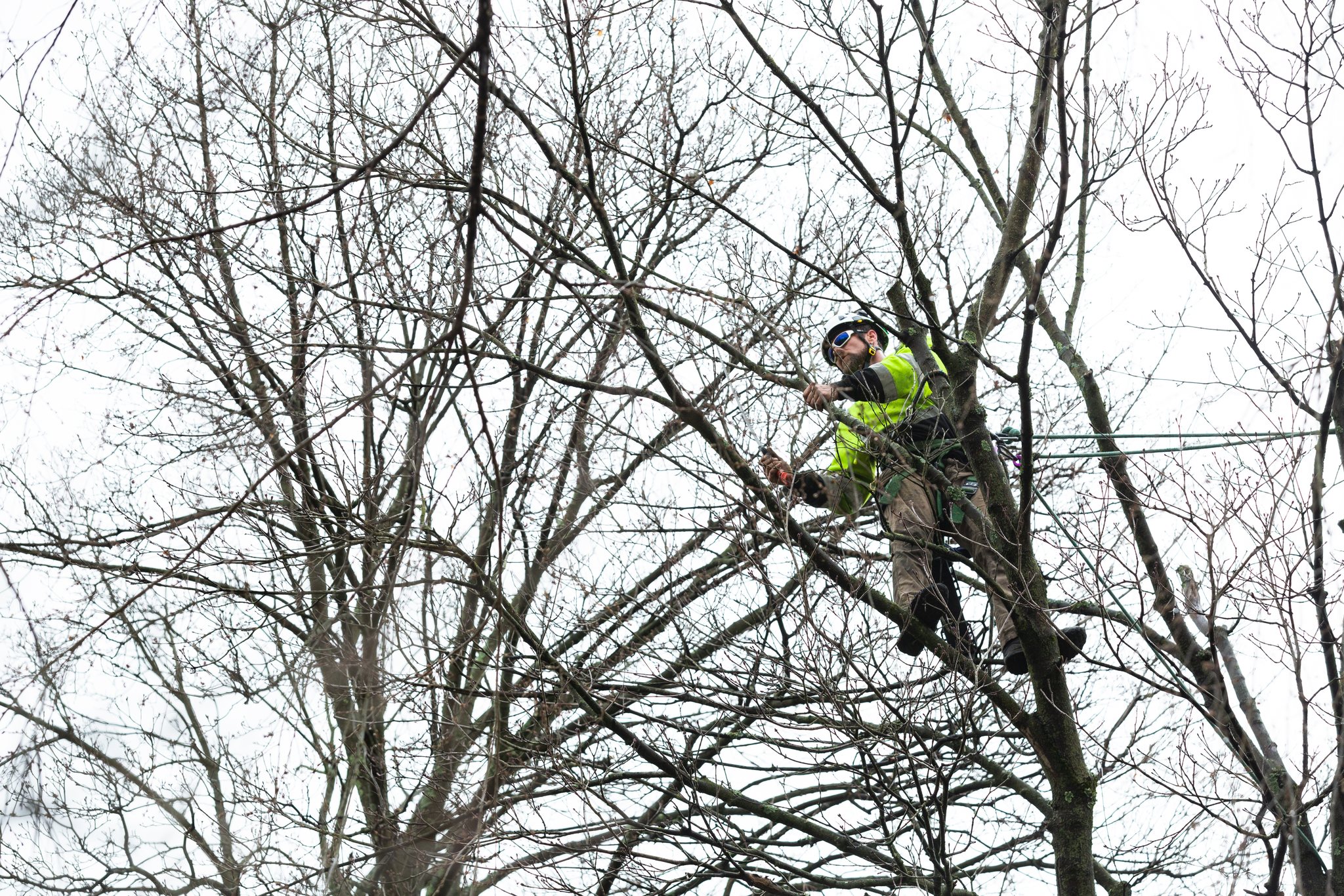 Monster Tree Service of Lee's Summit Logo