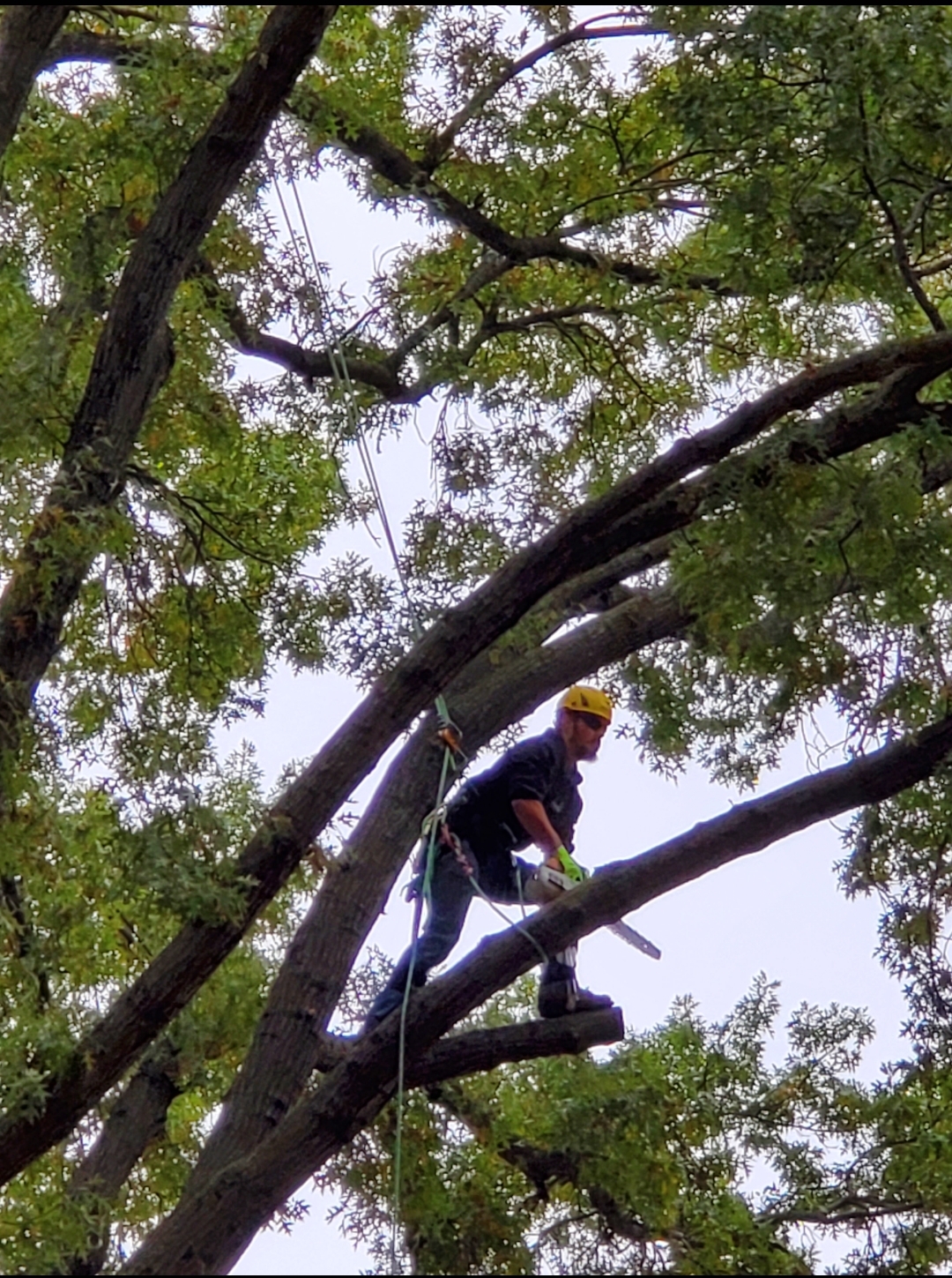 Monster Tree Service of Lee's Summit Image