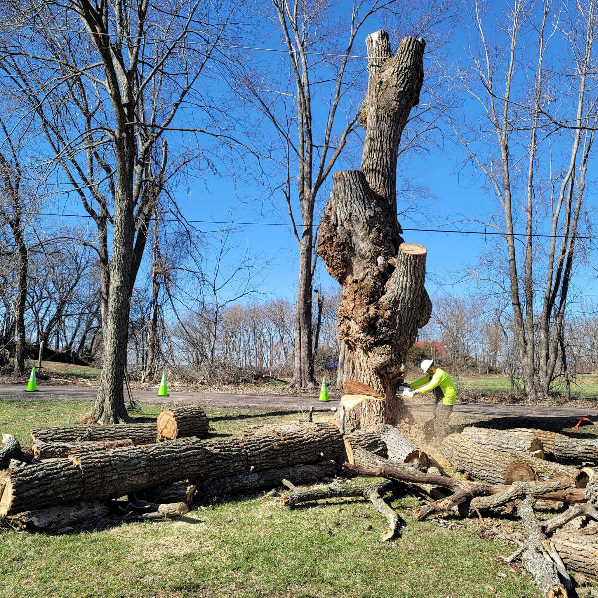 Monster Tree Service of Lee's Summit Image