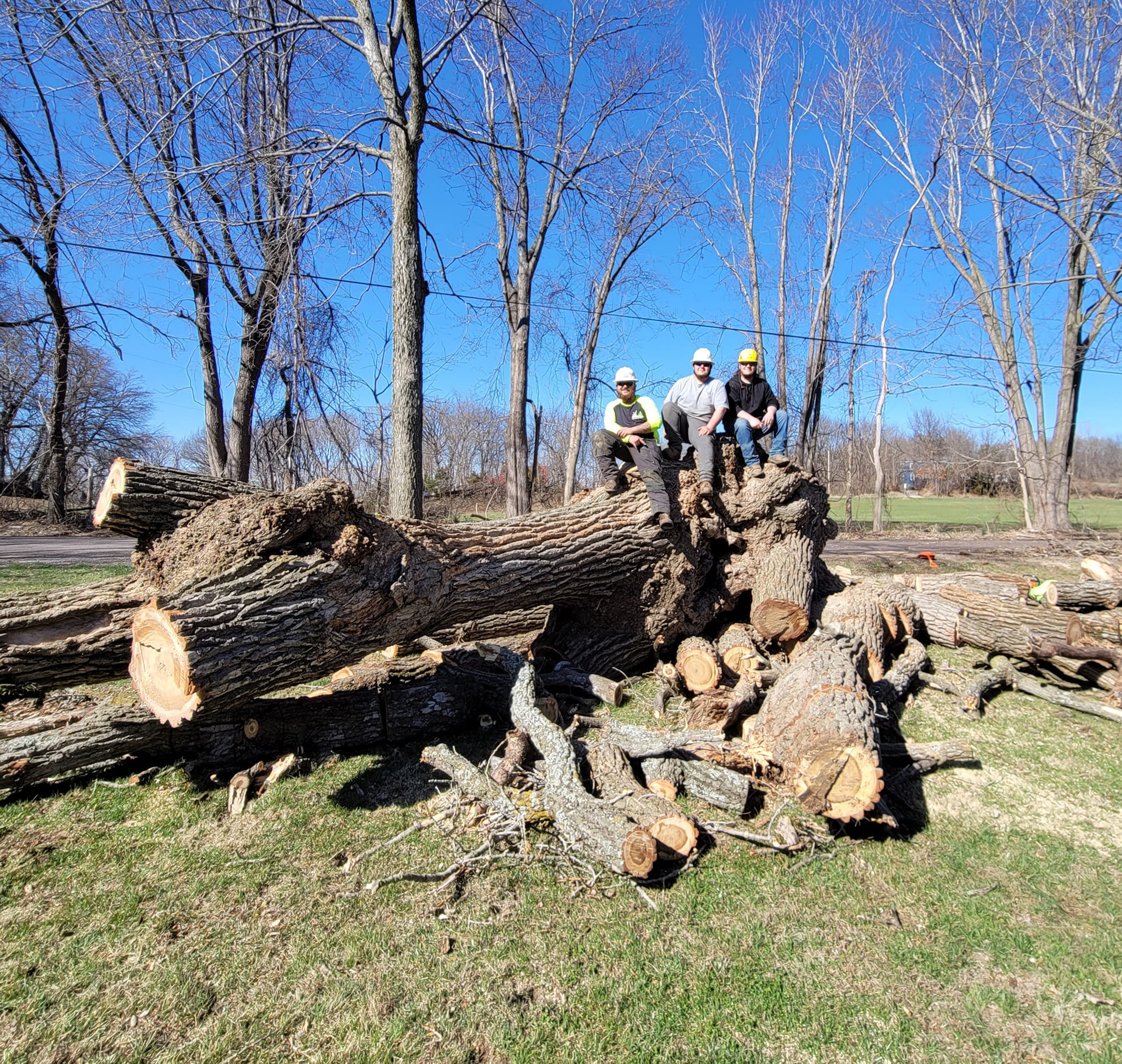 Monster Tree Service of Lee's Summit Image