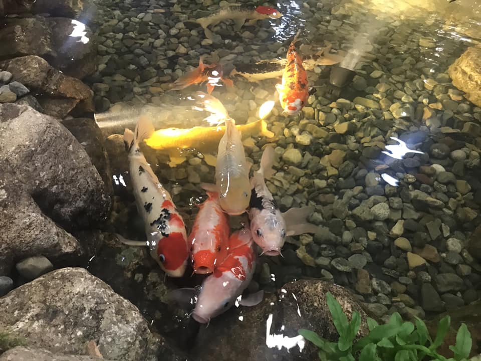 Garden State Koi Pond & Waterfall Design Center Image