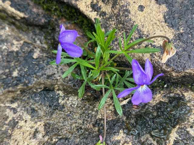 West Virginia Adventures - Hico, WV